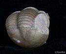 Enrolled Illaenus Sarsi Trilobite - No Restoration #2538-2